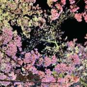 ヒメ日記 2025/04/24 16:24 投稿 陽依（ひより） Shiny