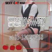 ヒメ日記 2025/11/14 17:13 投稿 柊木らん セクシーキャット 神田店