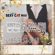 ヒメ日記 2025/11/21 18:07 投稿 柊木らん セクシーキャット 神田店
