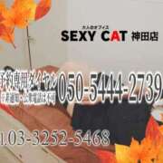 ヒメ日記 2026/10/23 16:00 投稿 柊木らん セクシーキャット 神田店