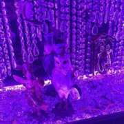 ヒメ日記 2025/03/15 04:14 投稿 はるな One More 奥様　五反田店