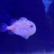 柊菜乃【ヒナノ】 [お題]from:真剣な眼差しがステキさん 輝女