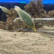 ヒメ日記 2026/02/27 20:24 投稿 柊菜乃【ヒナノ】 輝女