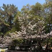 ヒメ日記 2026/03/29 13:37 投稿 園崎　さえ Amateras～アマテラス～