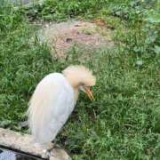 ヒメ日記 2025/07/22 12:02 投稿 綺咲のあ ウルトラプラチナム