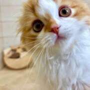 ヒメ日記 2025/08/12 09:02 投稿 綺咲のあ ウルトラプラチナム