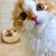 ヒメ日記 2025/08/30 01:41 投稿 綺咲のあ ウルトラプラチナム