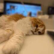 ヒメ日記 2025/09/16 01:11 投稿 綺咲のあ ウルトラプラチナム