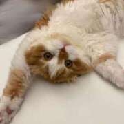 ヒメ日記 2025/09/22 14:21 投稿 綺咲のあ ウルトラプラチナム