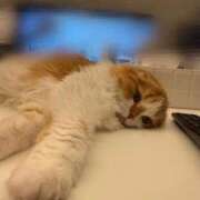 ヒメ日記 2025/09/28 17:41 投稿 綺咲のあ ウルトラプラチナム