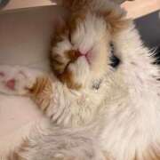 ヒメ日記 2025/10/19 19:22 投稿 綺咲のあ ウルトラプラチナム