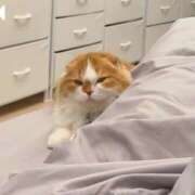 ヒメ日記 2025/11/20 01:11 投稿 綺咲のあ ウルトラプラチナム