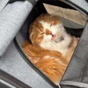 ヒメ日記 2026/01/27 09:21 投稿 綺咲のあ ウルトラプラチナム