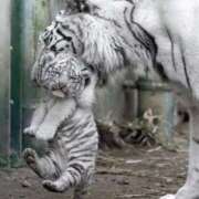 ヒメ日記 2026/02/11 14:08 投稿 綺咲のあ ウルトラプラチナム