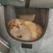 ヒメ日記 2026/02/12 15:29 投稿 綺咲のあ ウルトラプラチナム