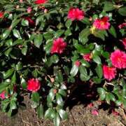 ヒメ日記 2025/01/04 22:53 投稿 あさの 熟女の風俗最終章 所沢店