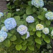 ヒメ日記 2025/05/28 17:19 投稿 まみ子 越谷熟女デリヘル マダムエプロン