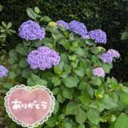 ヒメ日記 2025/06/07 09:25 投稿 まみ子 越谷熟女デリヘル マダムエプロン