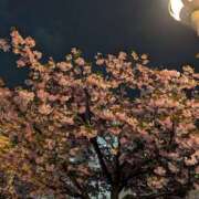 ヒメ日記 2026/04/15 09:36 投稿 まみ子 越谷熟女デリヘル マダムエプロン