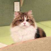 くるみ ごめんなさい💦 川崎・東横人妻城