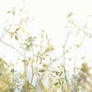 ヒメ日記 2025/04/26 11:58 投稿 あきほ 脱がされたい人妻 宇都宮店