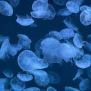 ヒメ日記 2025/02/05 15:39 投稿 うゆ（未経験♡ロリメイド） ソープランド メイド館 ラ・メイド