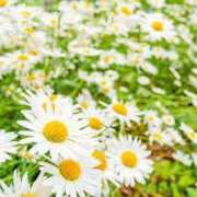 ヒメ日記 2024/12/24 14:47 投稿 ことの 川越おかあさん