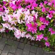 ヒメ日記 2025/04/24 13:27 投稿 ことの 川越おかあさん