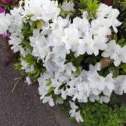 ヒメ日記 2025/04/27 17:16 投稿 ことの 川越おかあさん