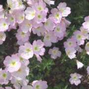 ヒメ日記 2025/05/25 11:39 投稿 ことの 川越おかあさん