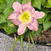 ヒメ日記 2025/06/20 10:18 投稿 ことの 川越おかあさん