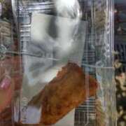 ヒメ日記 2025/06/21 12:44 投稿 ことの 川越おかあさん