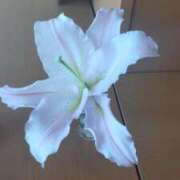 ヒメ日記 2025/07/08 13:00 投稿 ことの 川越おかあさん