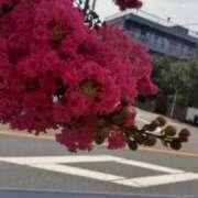 ヒメ日記 2025/07/13 09:39 投稿 ことの 川越おかあさん