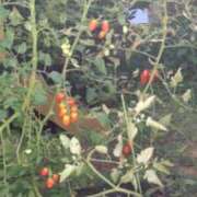 ヒメ日記 2025/07/21 14:14 投稿 ことの 川越おかあさん