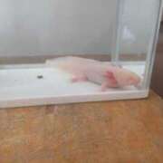 ヒメ日記 2025/07/25 10:23 投稿 ことの 川越おかあさん