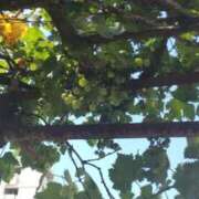 ヒメ日記 2025/07/25 12:41 投稿 ことの 川越おかあさん