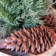 ヒメ日記 2025/09/25 12:36 投稿 ことの 川越おかあさん