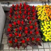 ヒメ日記 2025/09/29 17:32 投稿 ことの 川越おかあさん