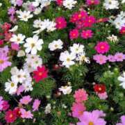 ヒメ日記 2025/10/15 08:48 投稿 ことの 川越おかあさん