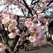 ヒメ日記 2025/03/14 10:02 投稿 ことの 西川口おかあさん