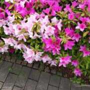 ヒメ日記 2025/04/24 13:31 投稿 ことの 西川口おかあさん