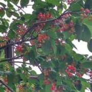 ヒメ日記 2025/05/02 08:21 投稿 ことの 西川口おかあさん