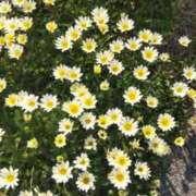 ヒメ日記 2025/05/22 07:31 投稿 ことの 西川口おかあさん