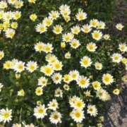 ヒメ日記 2025/05/22 07:41 投稿 ことの 西川口おかあさん