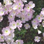 ヒメ日記 2025/05/25 12:02 投稿 ことの 西川口おかあさん