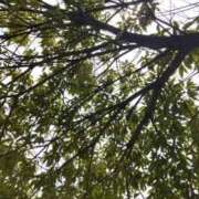 ヒメ日記 2025/07/01 11:51 投稿 ことの 西川口おかあさん