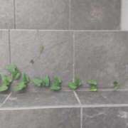 ヒメ日記 2025/07/06 18:41 投稿 ことの 西川口おかあさん