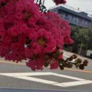 ヒメ日記 2025/07/13 09:51 投稿 ことの 西川口おかあさん