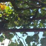 ヒメ日記 2025/07/25 12:51 投稿 ことの 西川口おかあさん